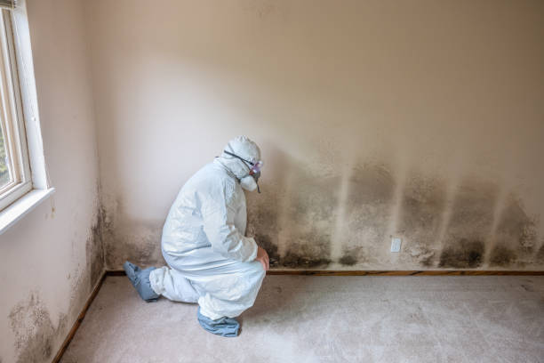 Mold Odor Removal Services in Saco, ME